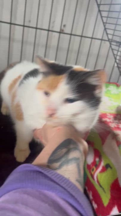 Enlarge Amelia, a ADOPTABLE Calico in Newark valley, NY video 3/6