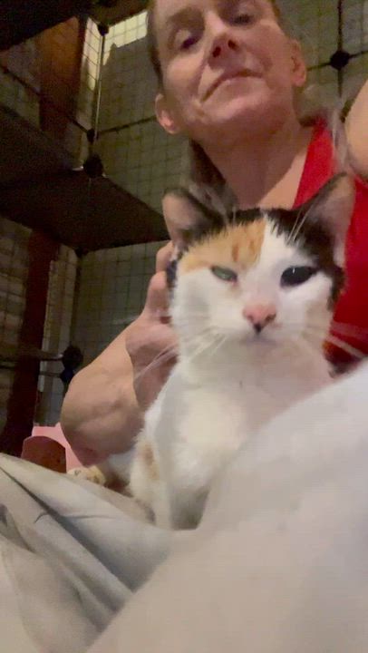 Enlarge Amelia, a ADOPTABLE Calico in Newark valley, NY video 6/6