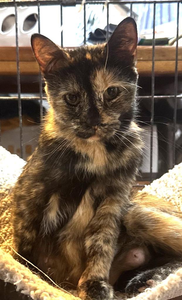 Firefly, Adoptable, Adult Female Domestic Short Hair.