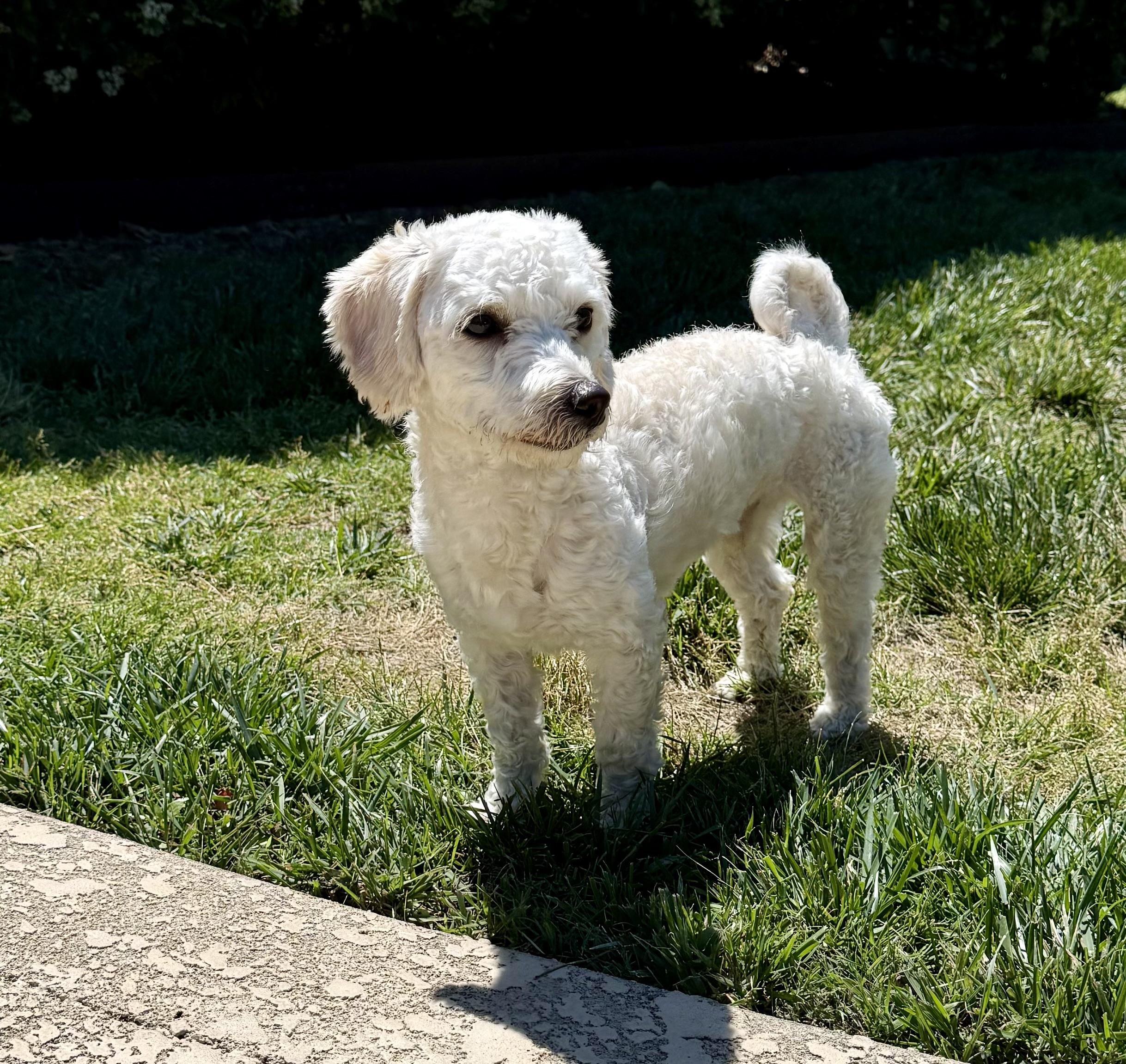 Jack, Adoptable, Young Male Miniature Poodle & Maltese.