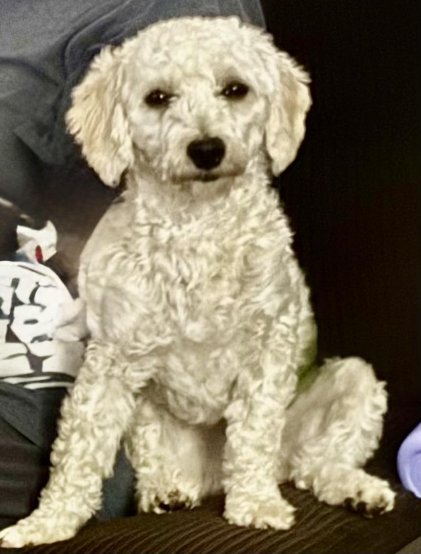 Jack, a Adoptable mixed breed in Monroe, NC image 2/5
