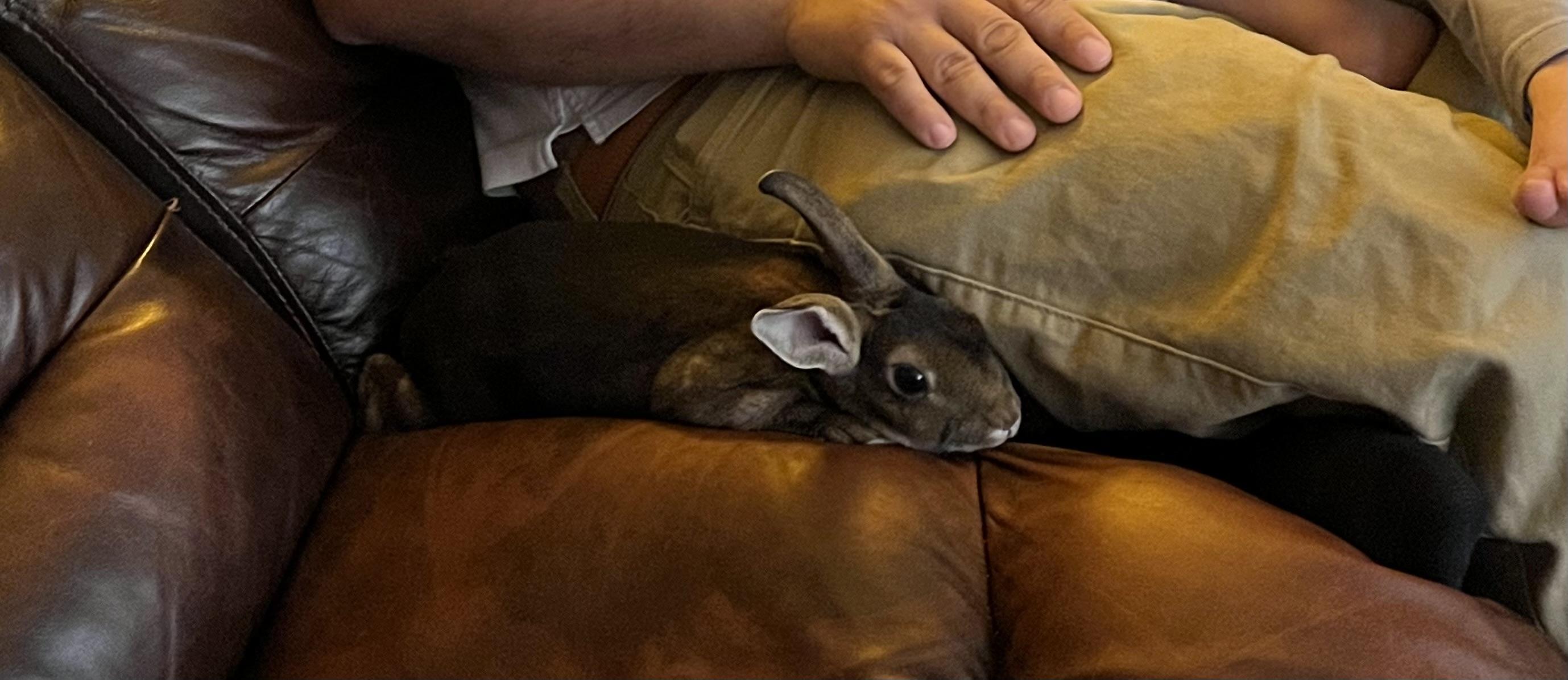 Mollie, adopted, Young Female Mini Rex.