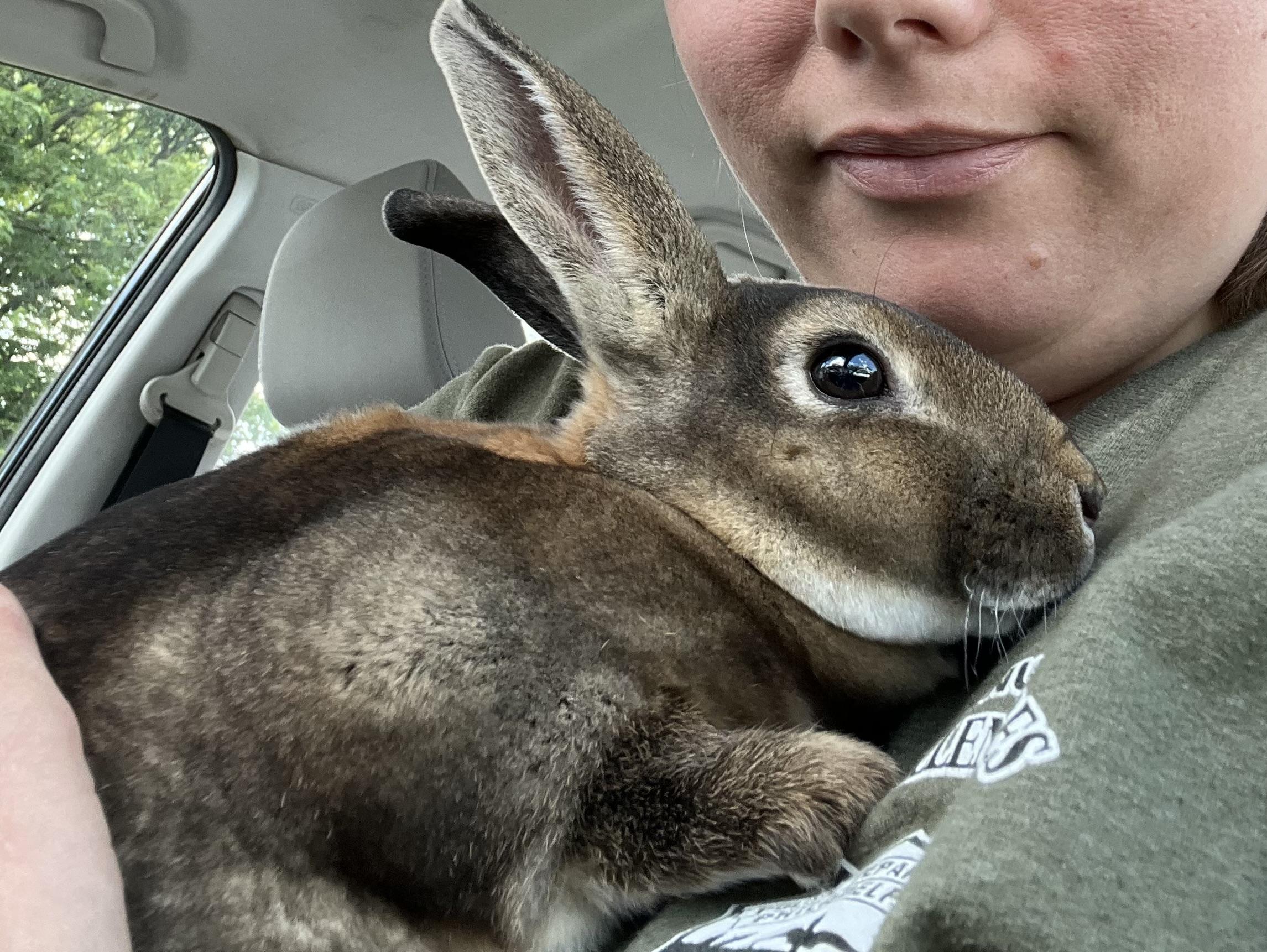 Enlarge Mollie, an adopted Mini Rex in Birdsboro, PA image 2/3