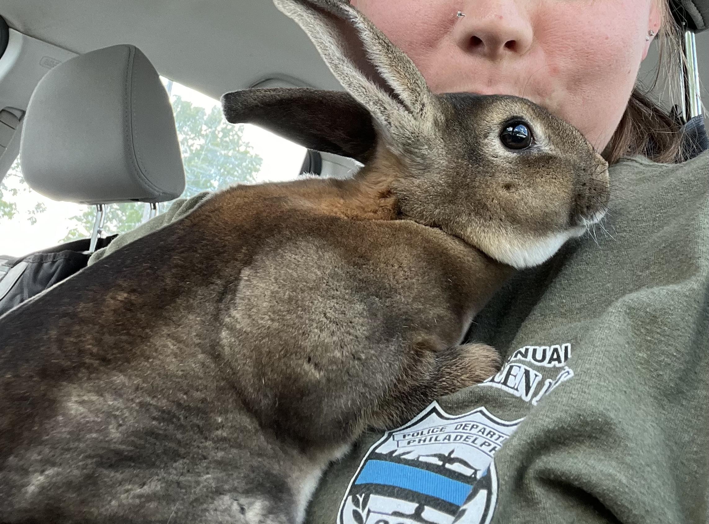 Enlarge Mollie, an adopted Mini Rex in Birdsboro, PA image 3/3