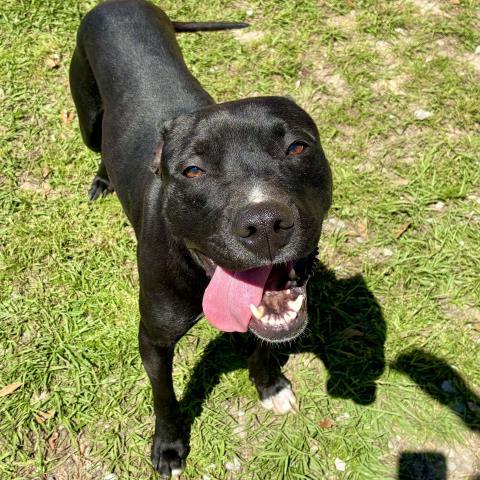 JIMMY, Adoptable, Young Male Labrador Retriever & Mixed Breed.