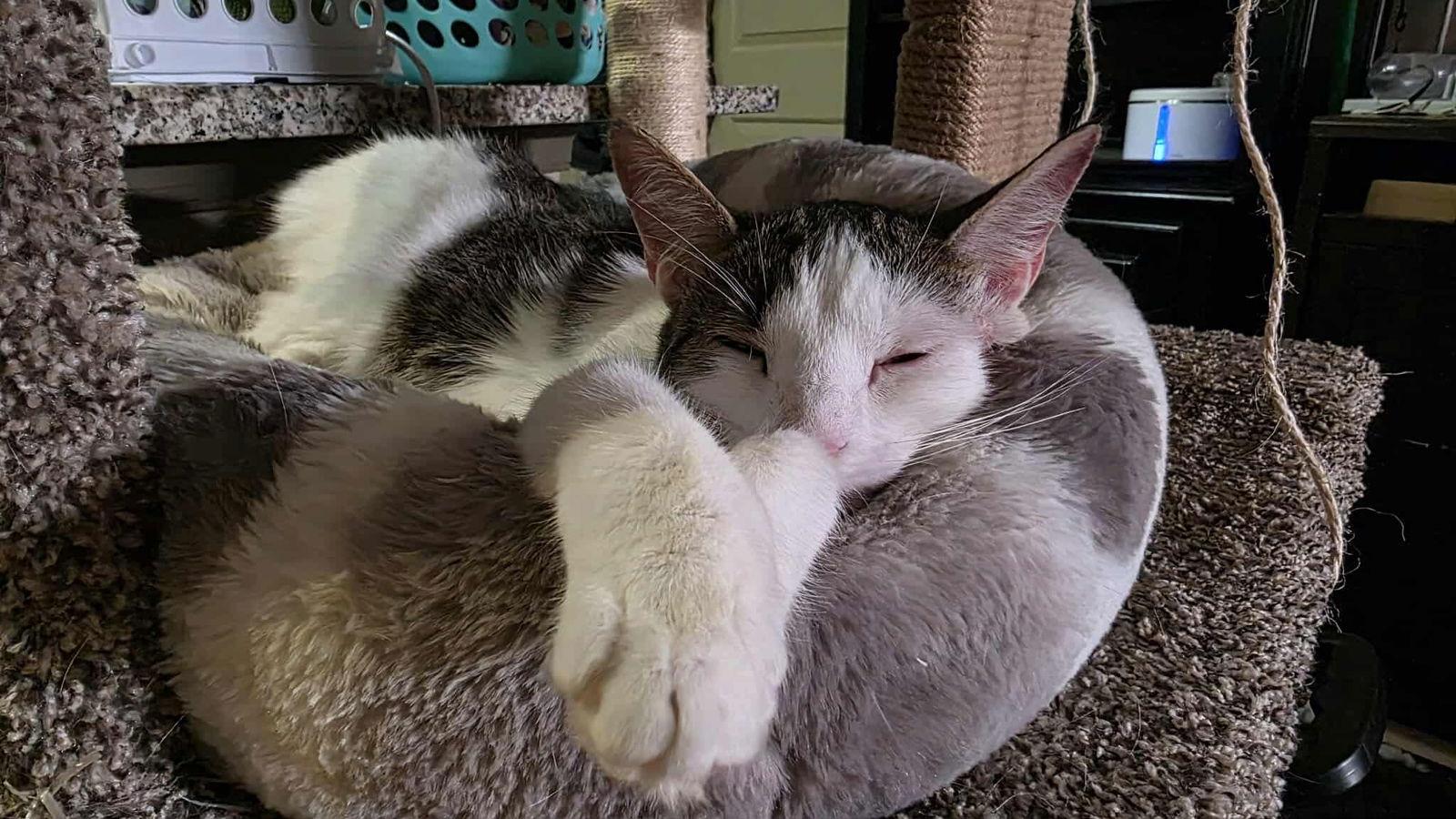 Calibri, Adoptable, Young Female Domestic Short Hair.