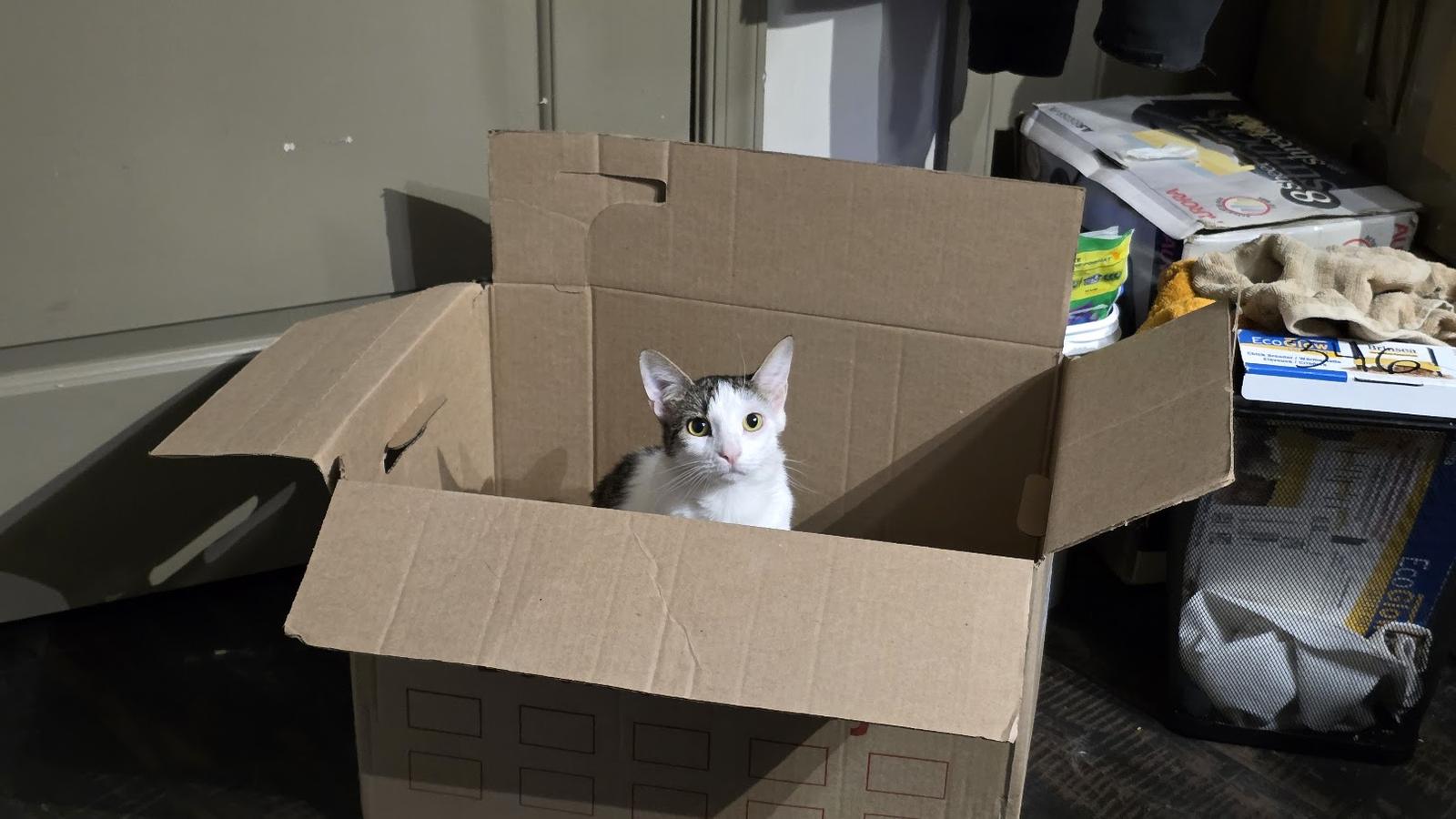 Calibri, a Adoptable Domestic Short Hair in Rockville, MD image 2/3