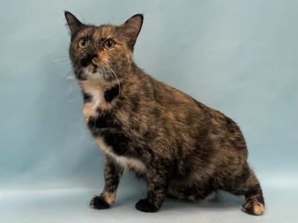 Enlarge Miri, a Adoptable mixed breed in Coon Rapids, MN image 1/1