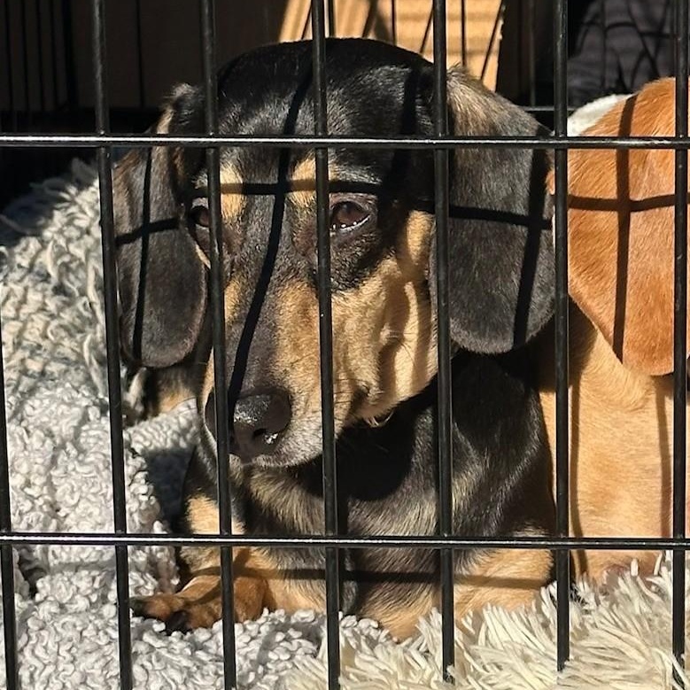 Cooper, a Adoptable Dachshund in Portland, OR image 1/3