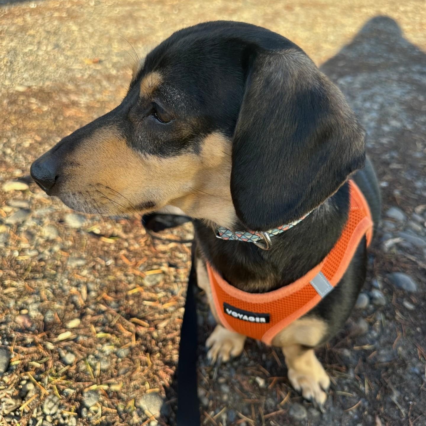 Cooper, a Adoptable Dachshund in Portland, OR image 2/3