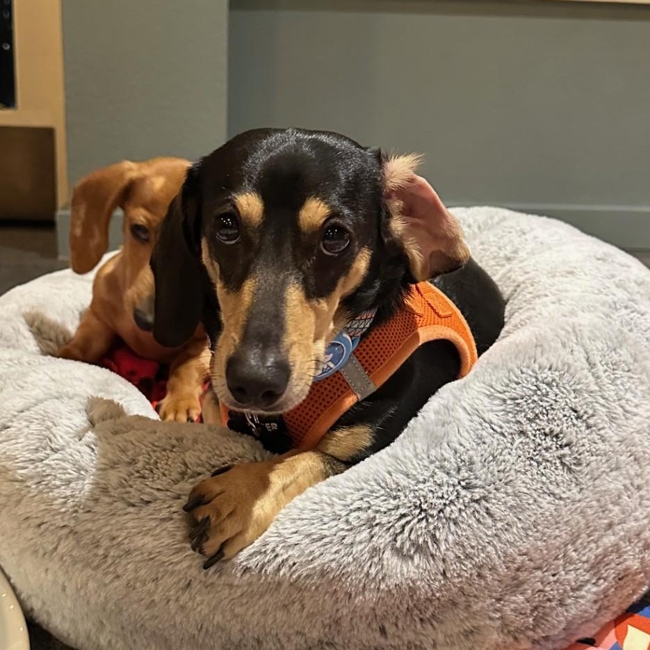 Cooper, a Adoptable Dachshund in Portland, OR image 3/3