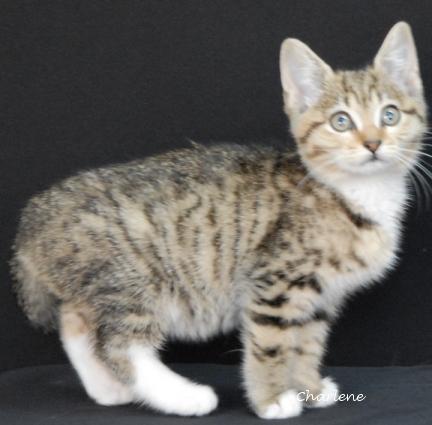 Kerry Oki, Baby Female Tabby