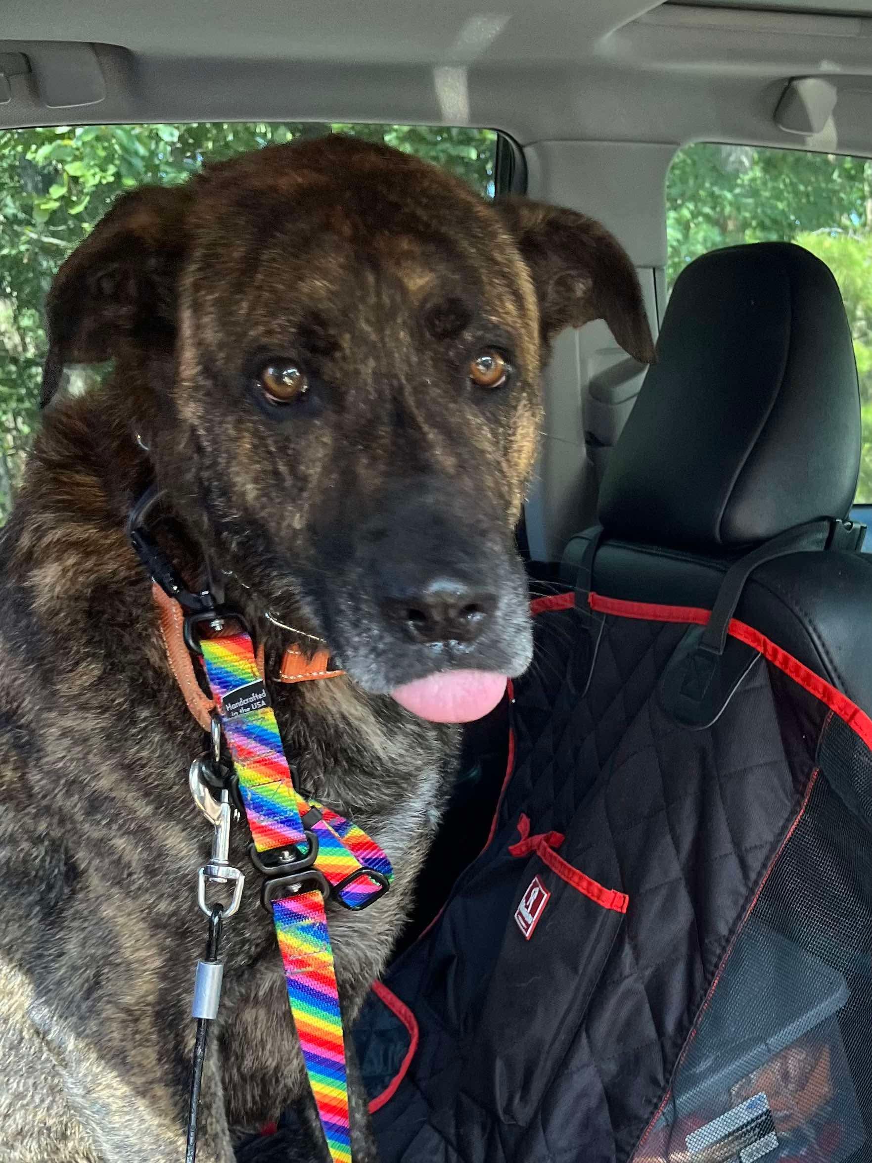 Jefe, a Adoptable mixed breed in Jackson , NJ image 3/5