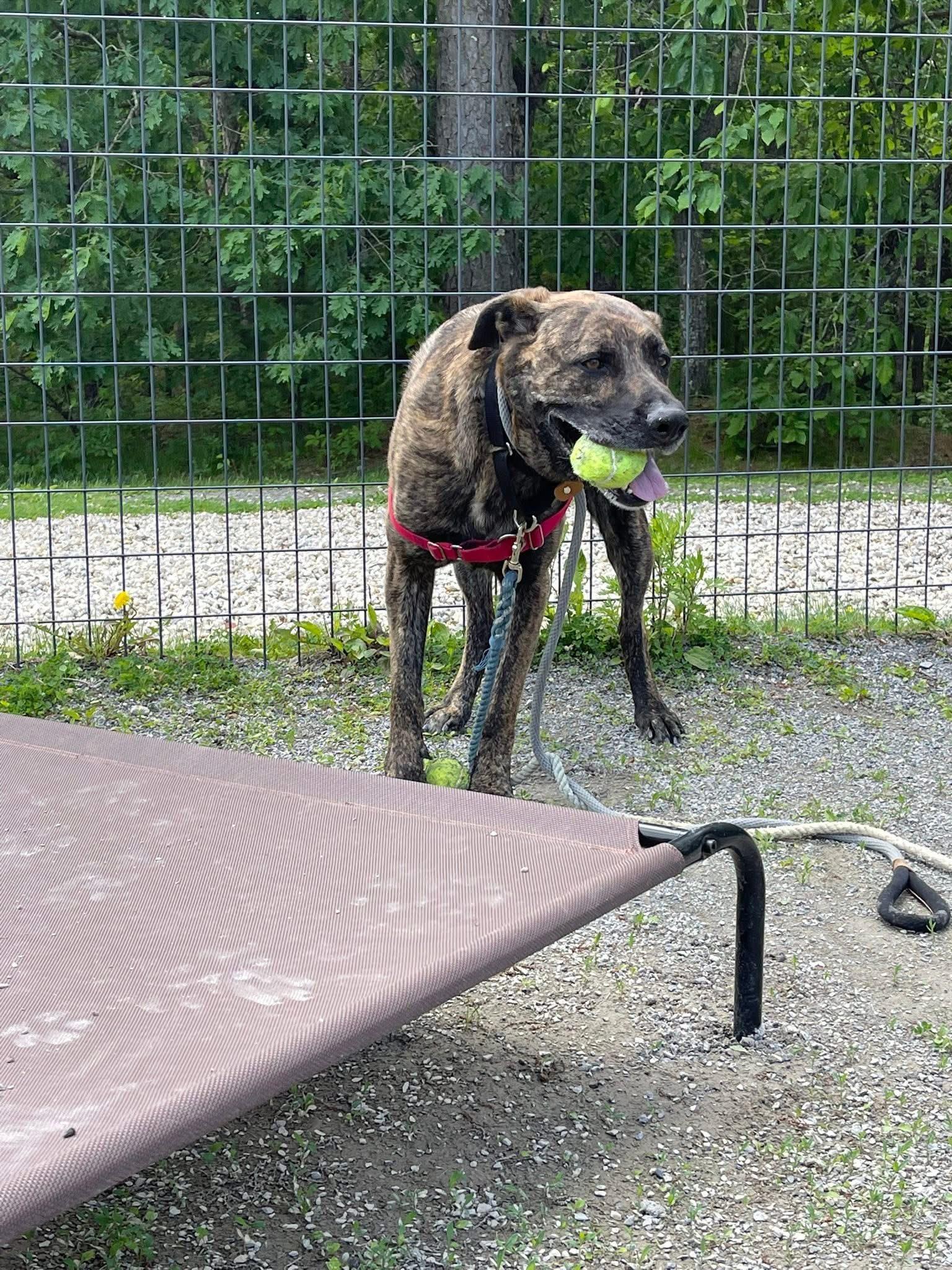 Jefe, a Adoptable mixed breed in Jackson , NJ image 4/5