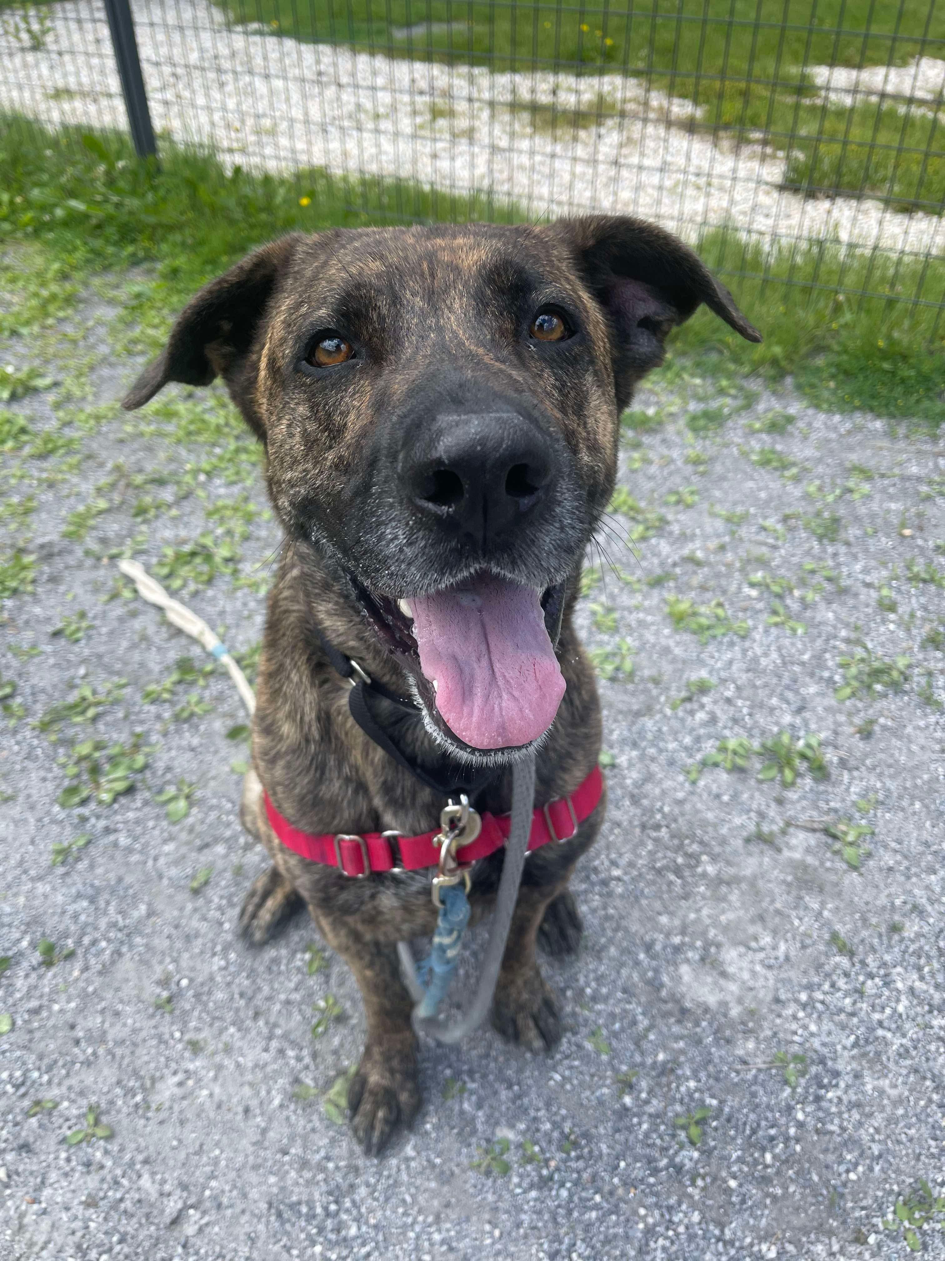 Jefe, Adoptable, Young Male German Shepherd Dog.