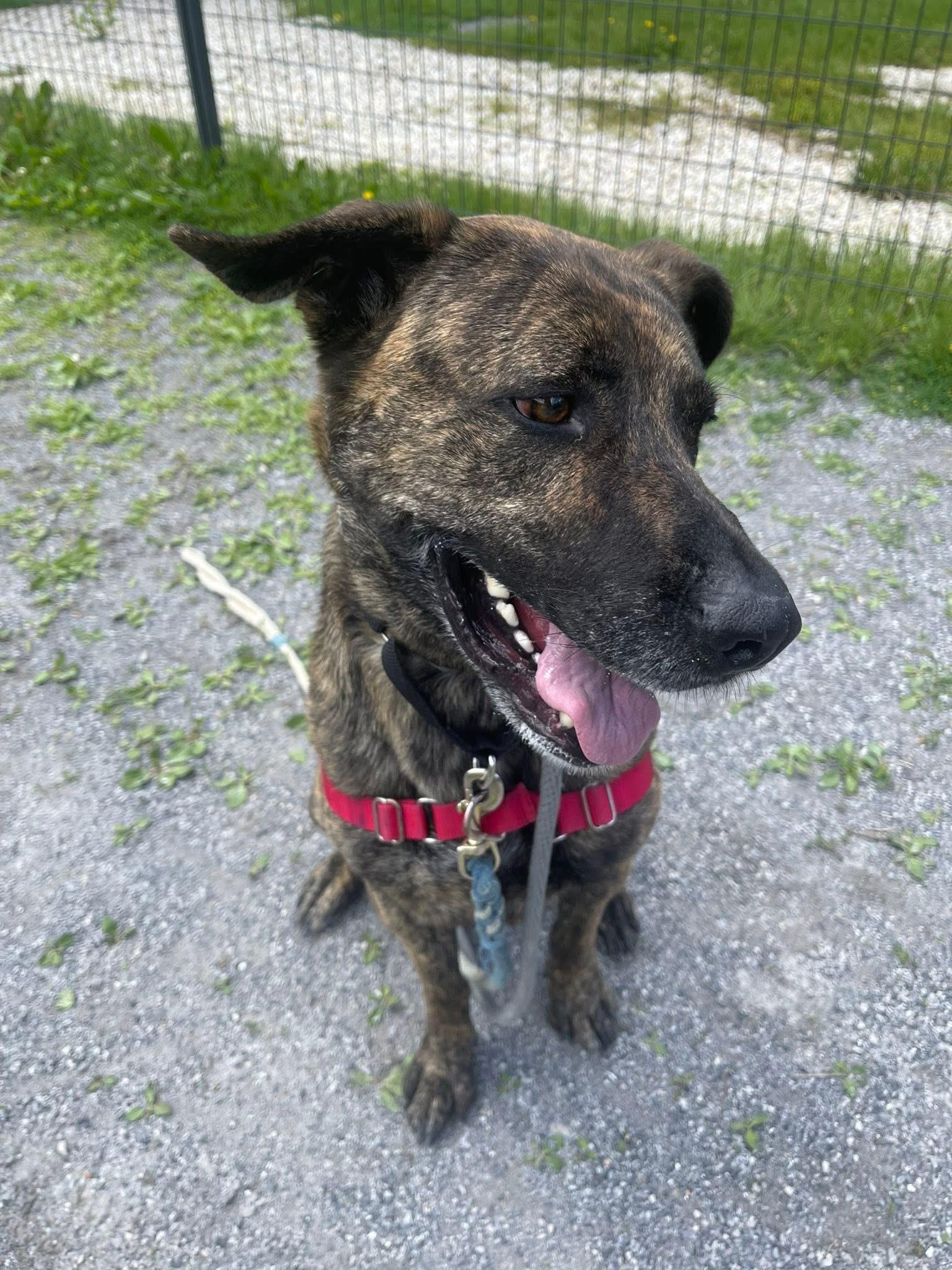 Jefe, a Adoptable mixed breed in Jackson , NJ image 2/5