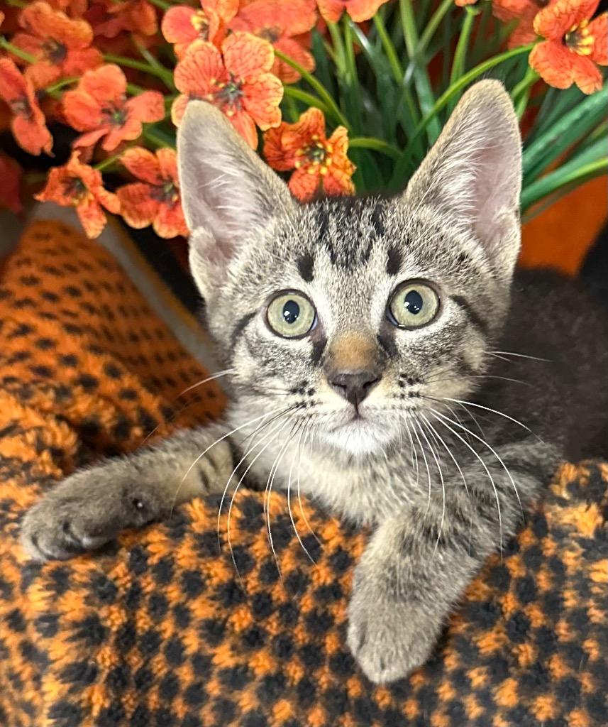 Enlarge 5/1/26 Sloan, a Adoptable mixed breed in Stillwater, OK image 1/1