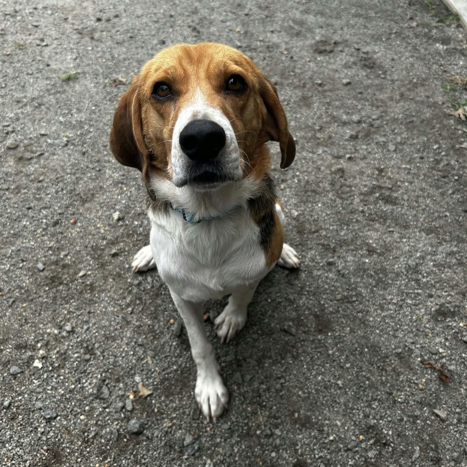 Enlarge Johnathan, a Adoptable Beagle in Orange, VA image 1/5