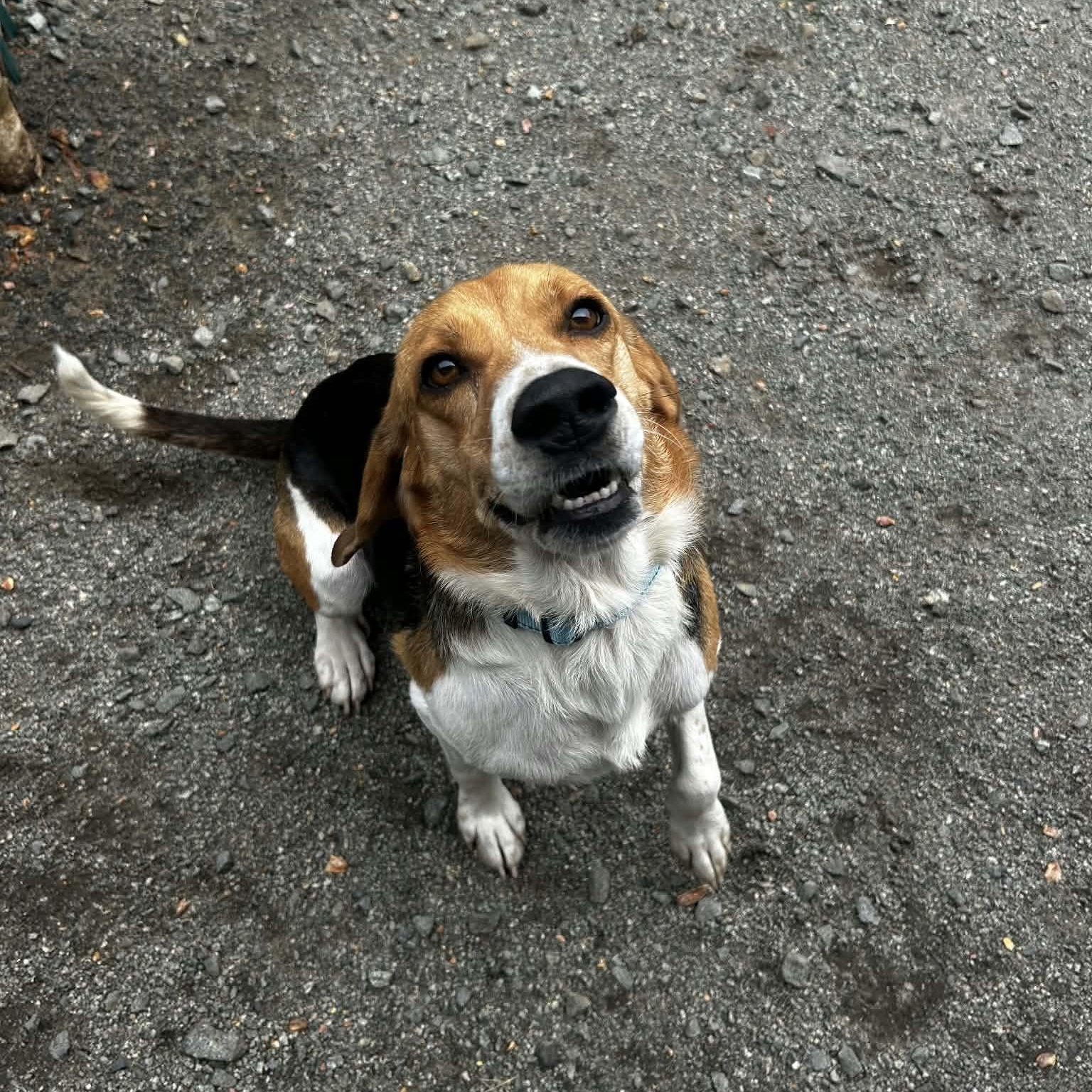 Enlarge Johnathan, a Adoptable Beagle in Orange, VA image 2/5