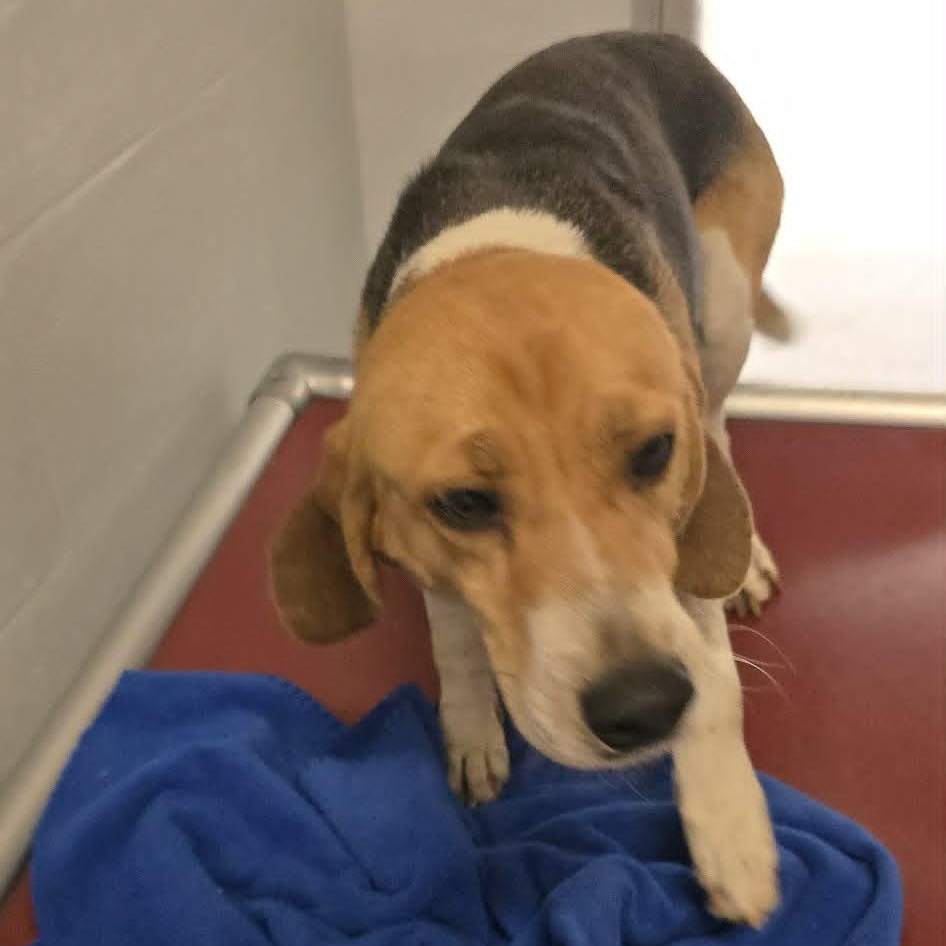 Enlarge Johnathan, a Adoptable Beagle in Orange, VA image 5/5
