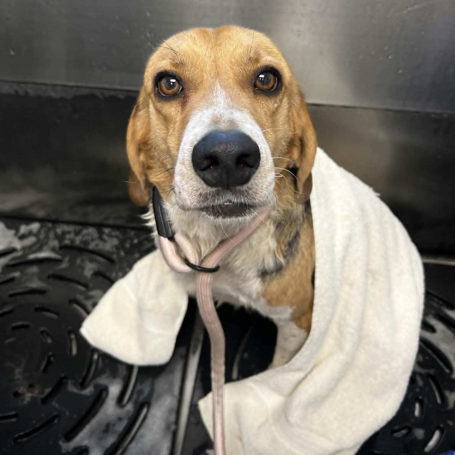 Enlarge Johnathan, a Adoptable Beagle in Orange, VA image 3/5