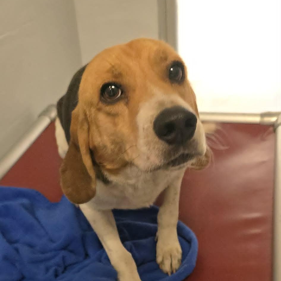 Enlarge Johnathan, a Adoptable Beagle in Orange, VA image 4/5