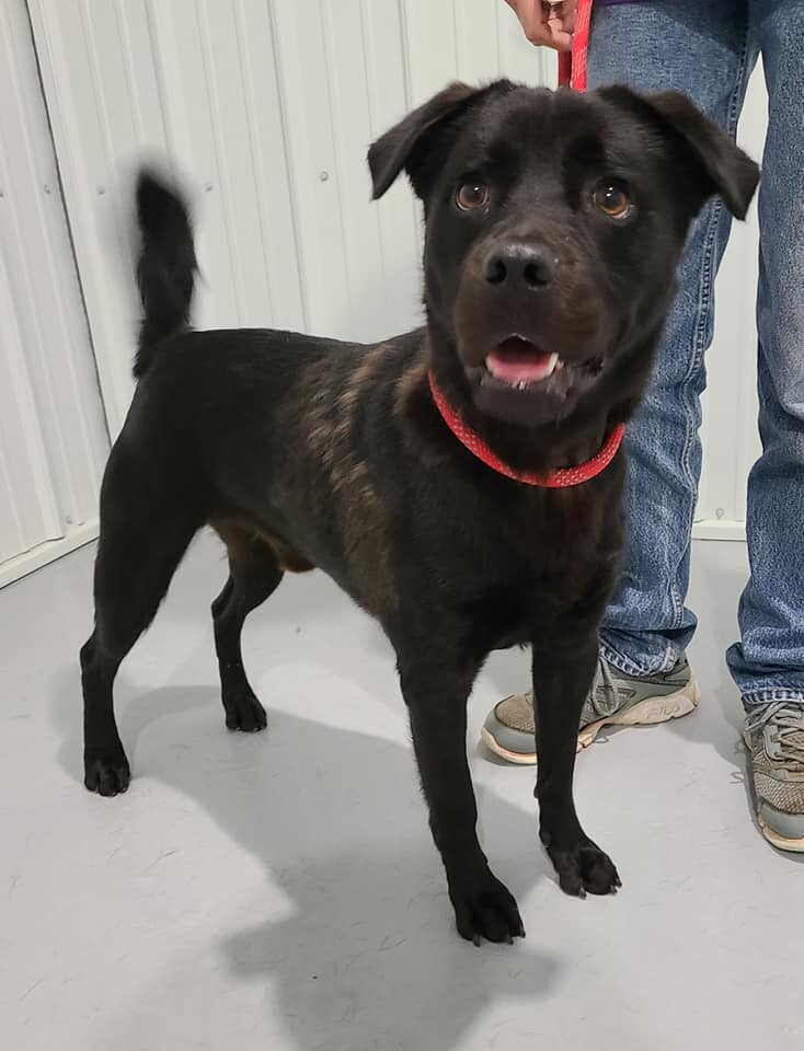 Enlarge Henry, a Adoptable mixed breed in Hoopeston, IL image 3/8