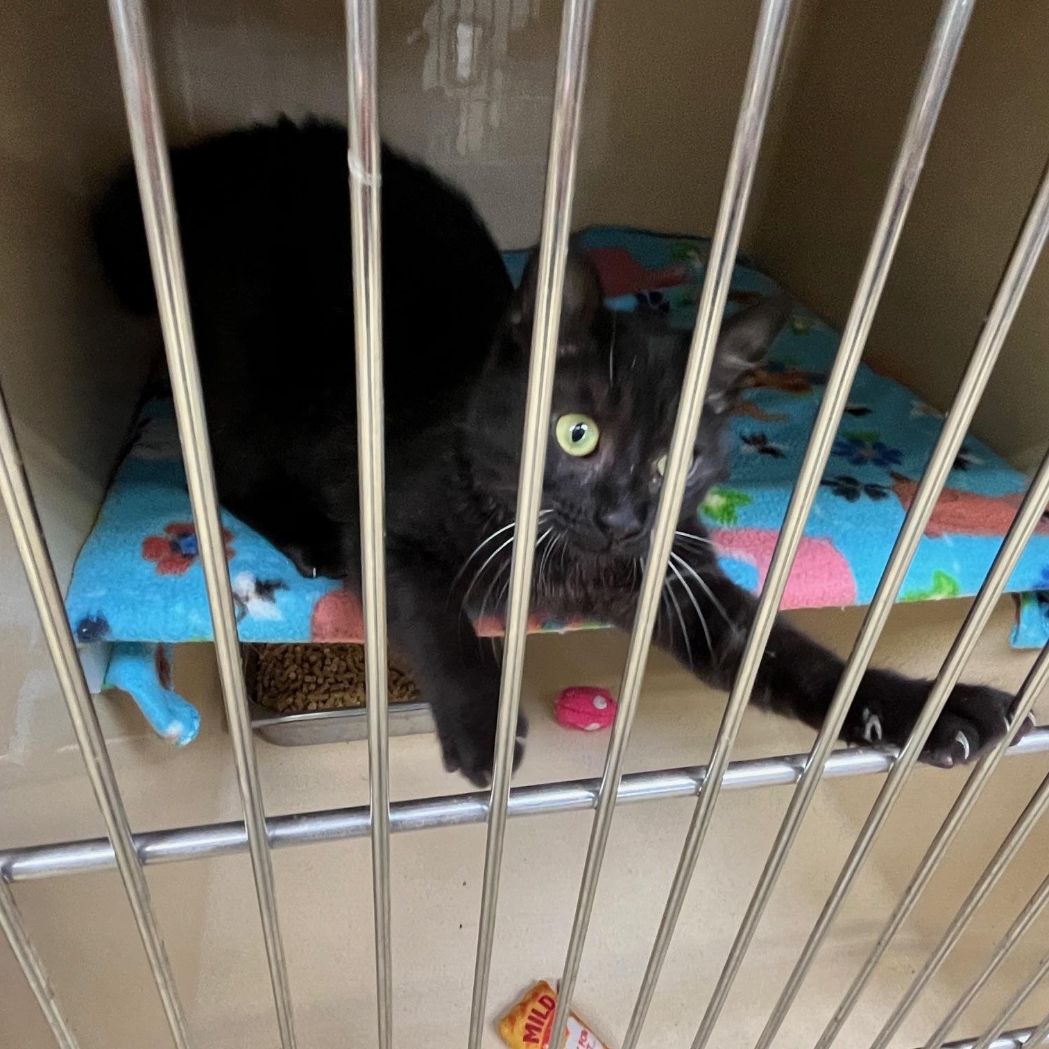 Peppercorn thumbnail 2