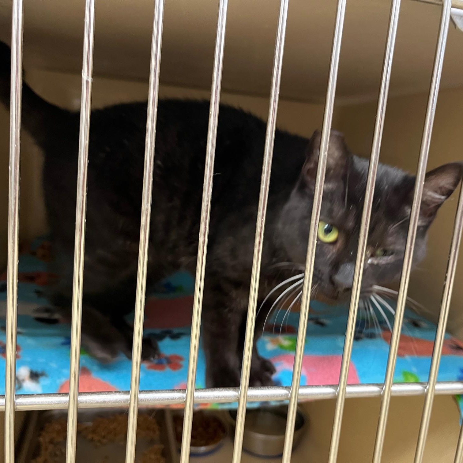 Peppercorn thumbnail 3