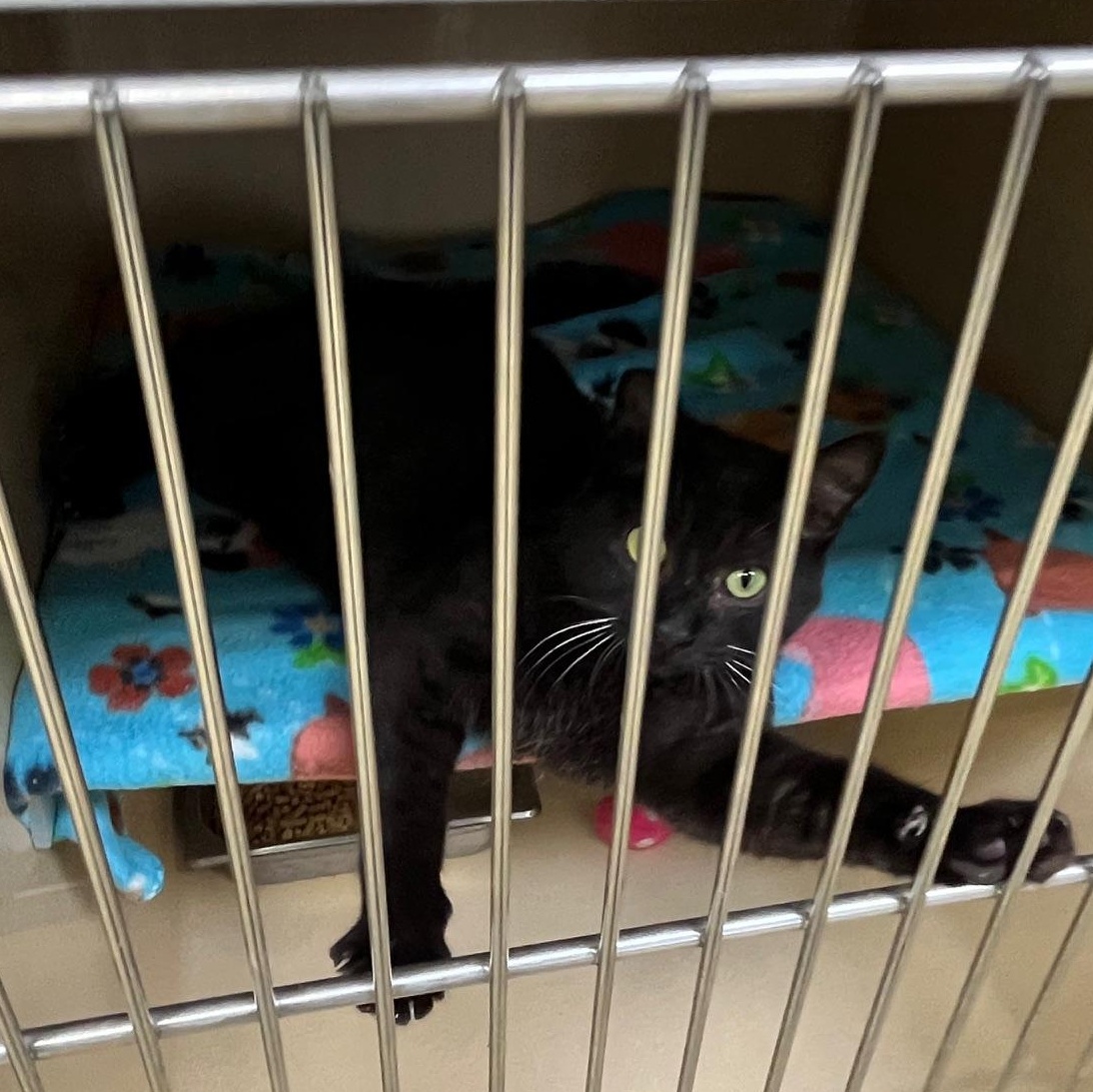 Peppercorn thumbnail 4