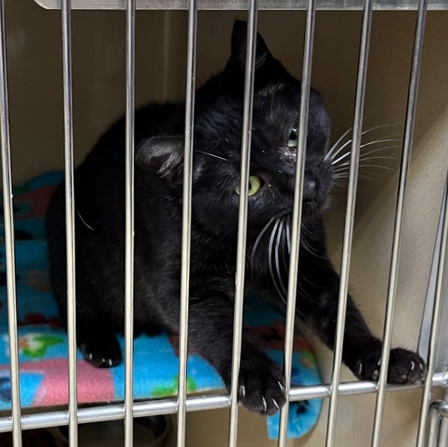 Peppercorn thumbnail 5