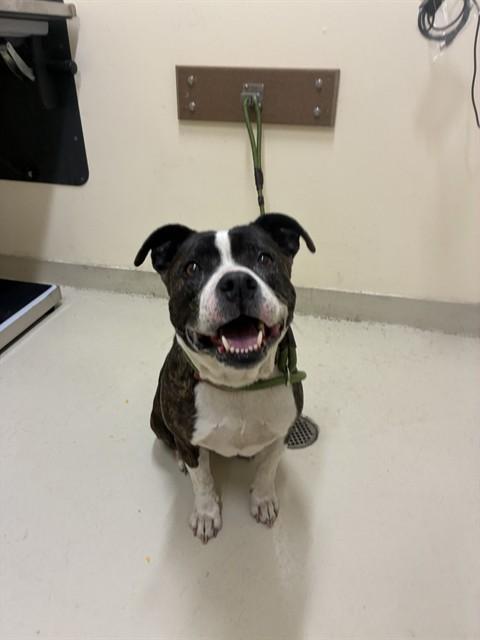 OREO, Adoptable, Young Male Pit Bull Terrier.