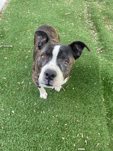 Enlarge OREO, a Adoptable Pit Bull Terrier in Fremont, CA image 1/1