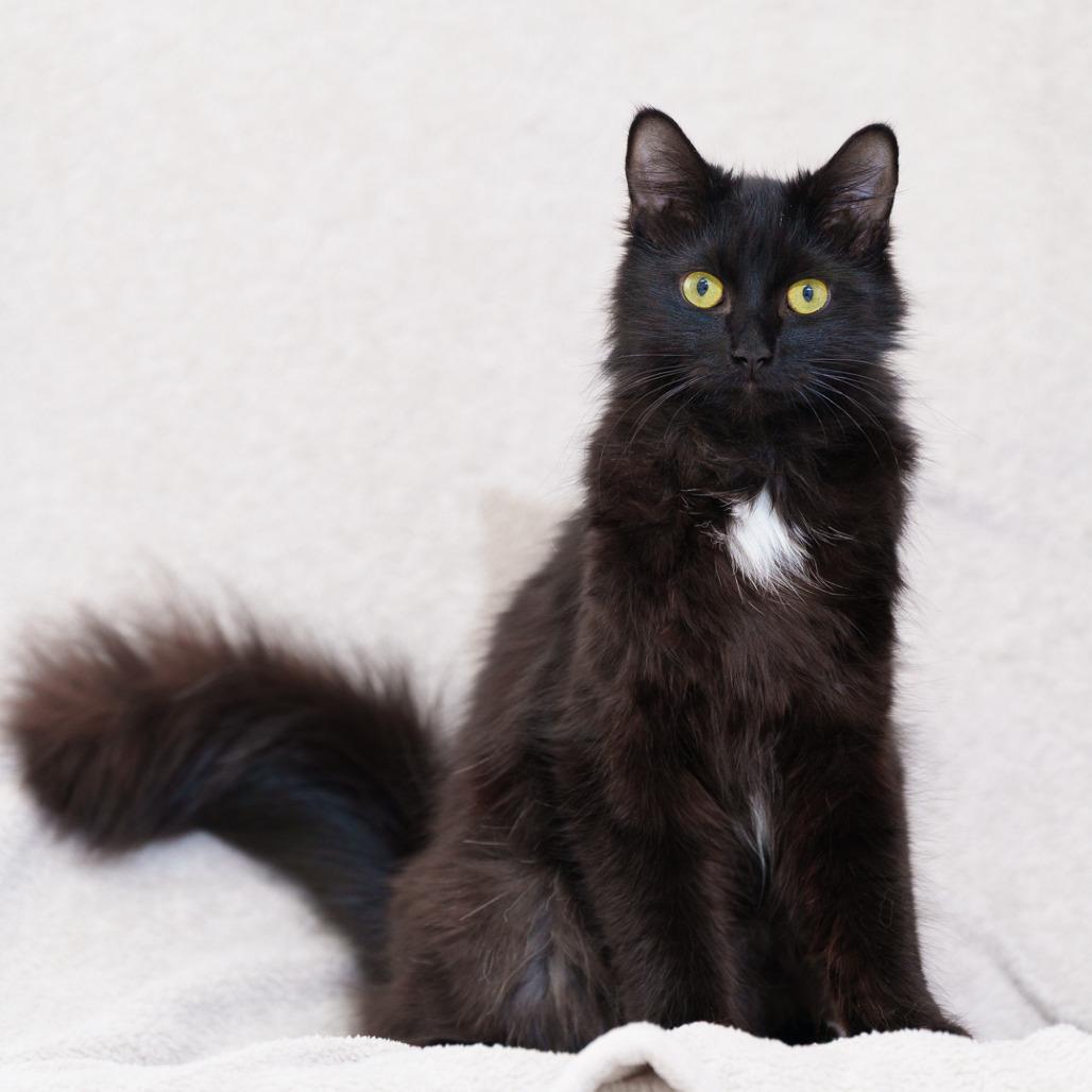 Sally, Adoptable, Young Female Domestic Medium Hair.