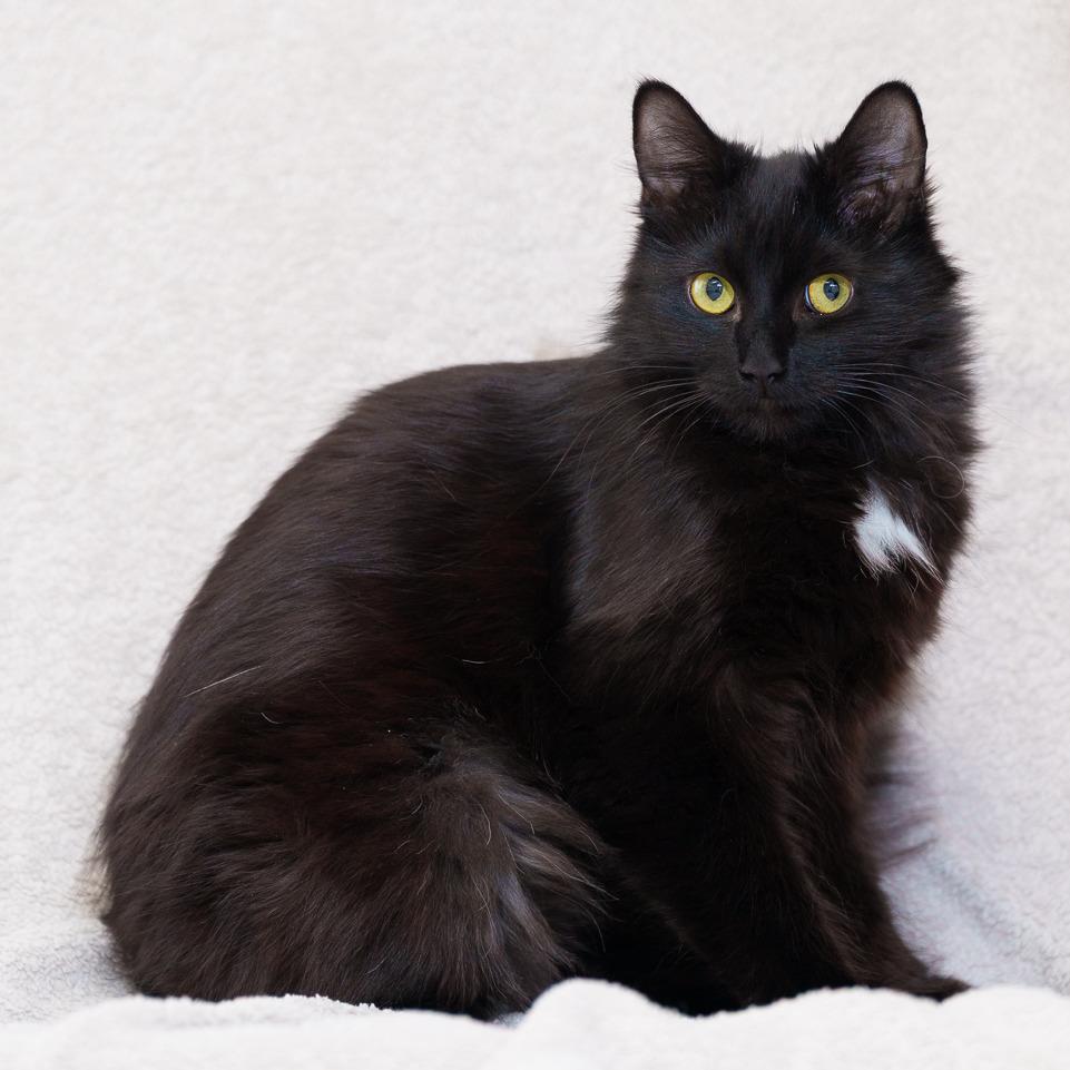 Enlarge Sally, a Adoptable Domestic Medium Hair in Sunnyvale, CA image 2/2