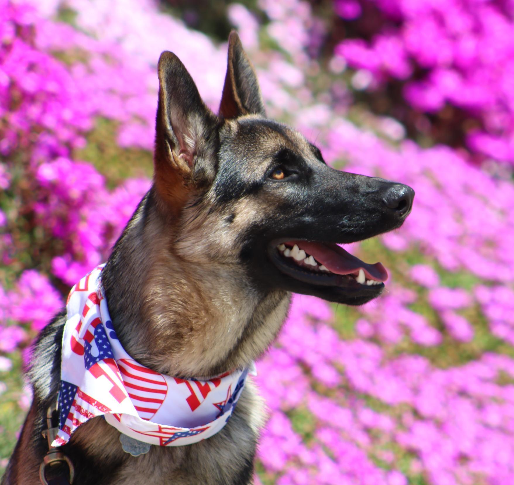 Enlarge Ivy, a Adoptable German Shepherd Dog in San Diego, CA image 1/2