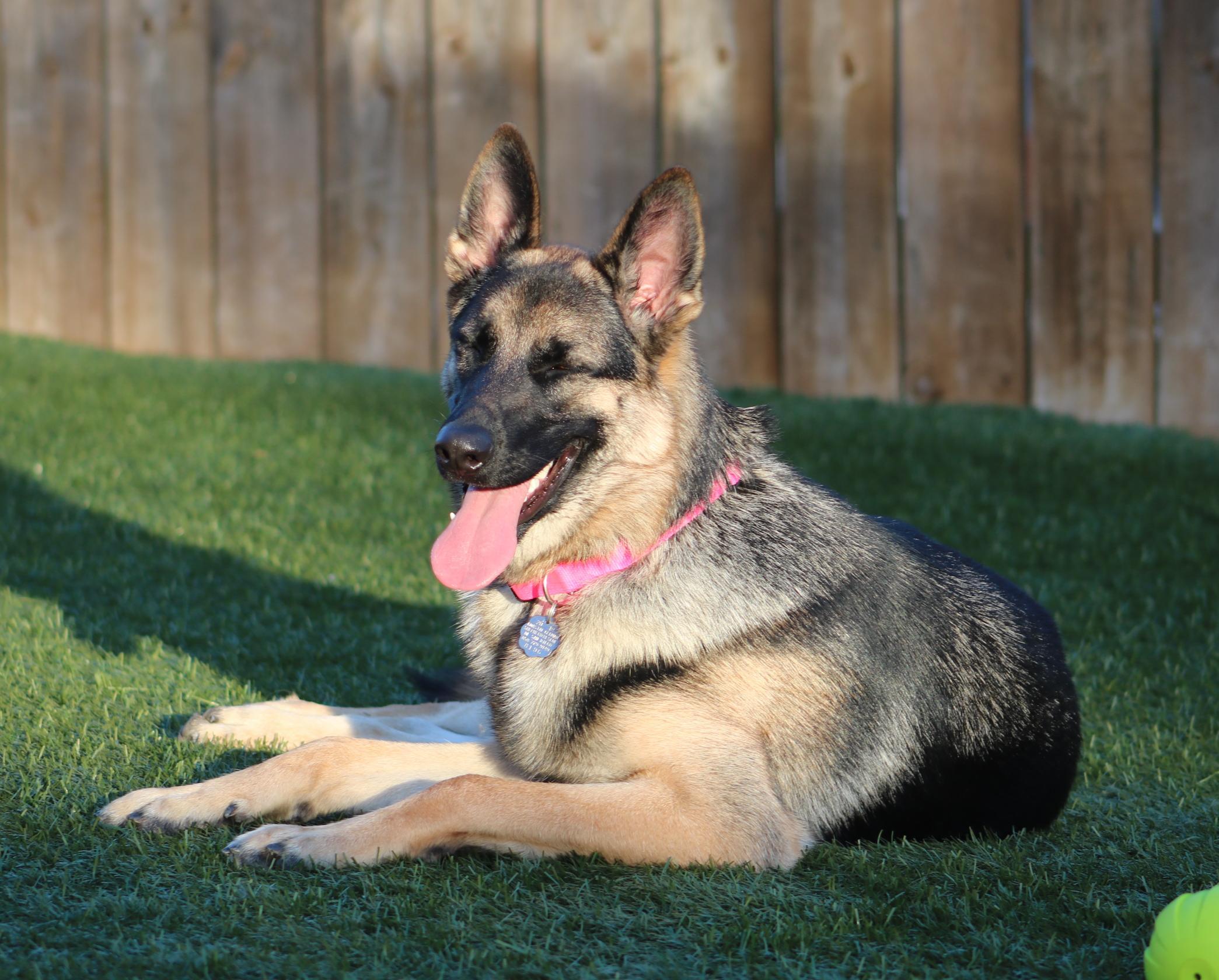 Enlarge Ivy, a Adoptable German Shepherd Dog in San Diego, CA image 2/2