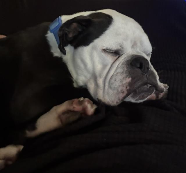 Diesel, Adoptable, Young Male English Bulldog & Boston Terrier.