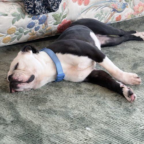 Enlarge Diesel, a Adoptable mixed breed in Chicago, IL image 1/6