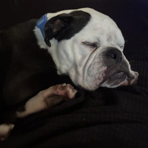 Enlarge Diesel, a Adoptable mixed breed in Chicago, IL image 2/6