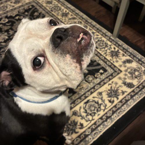 Enlarge Diesel, a Adoptable mixed breed in Chicago, IL image 3/5