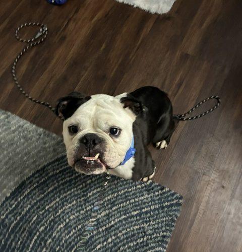 Enlarge Diesel, a Adoptable mixed breed in Chicago, IL image 4/6