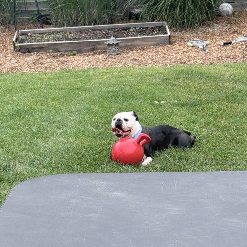 Enlarge Diesel, a Adoptable mixed breed in Chicago, IL image 5/6