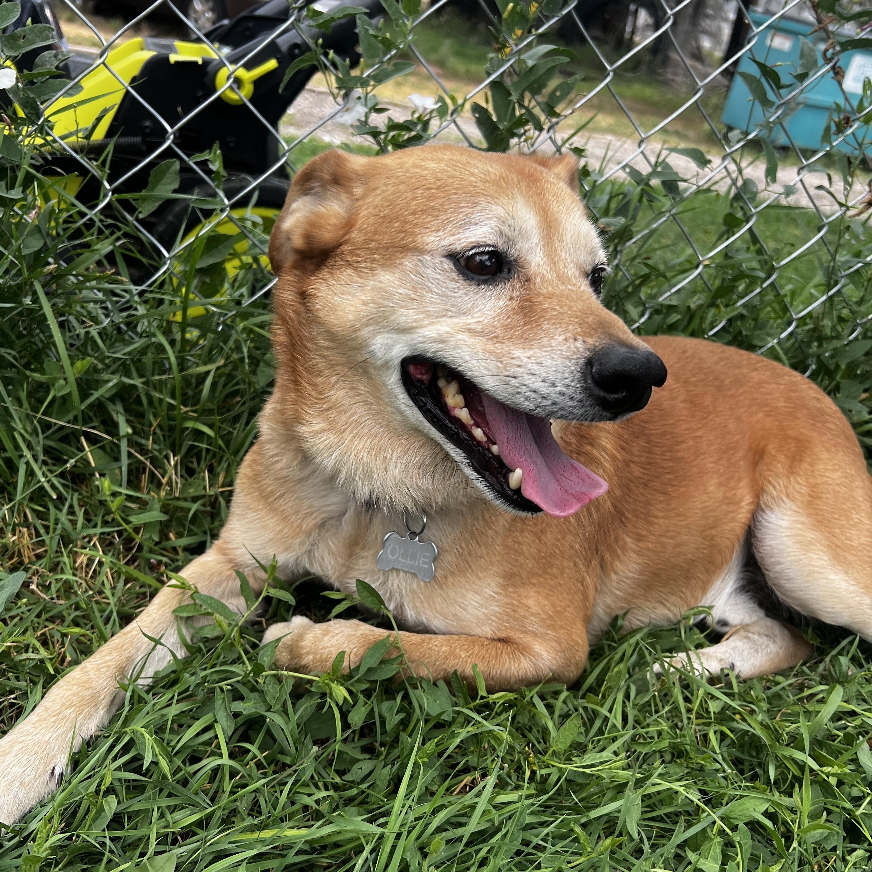 Ollie, ADOPTABLE, Adult Male Shiba Inu.
