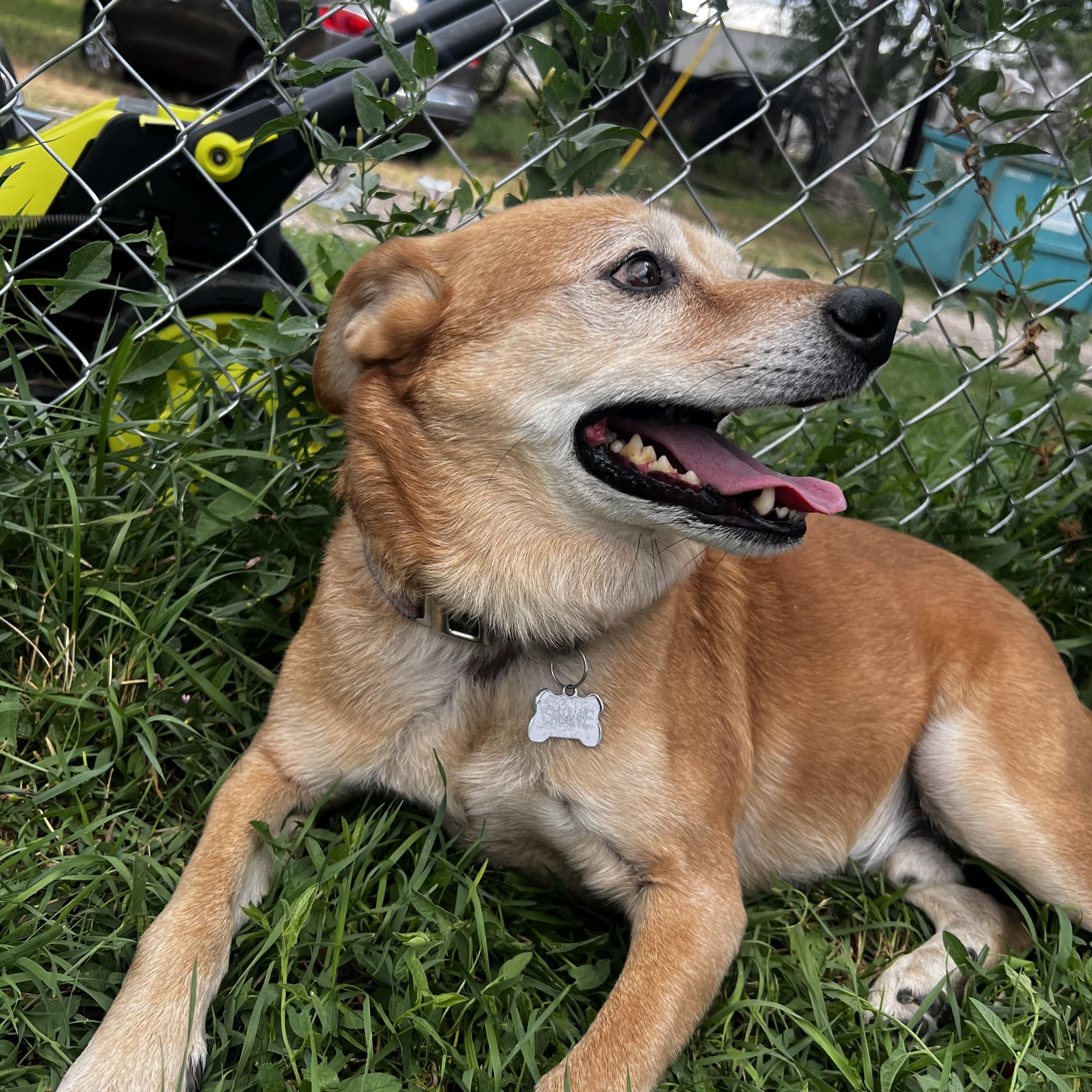 Enlarge Ollie, a ADOPTABLE mixed breed in Loveland, CO image 4/6