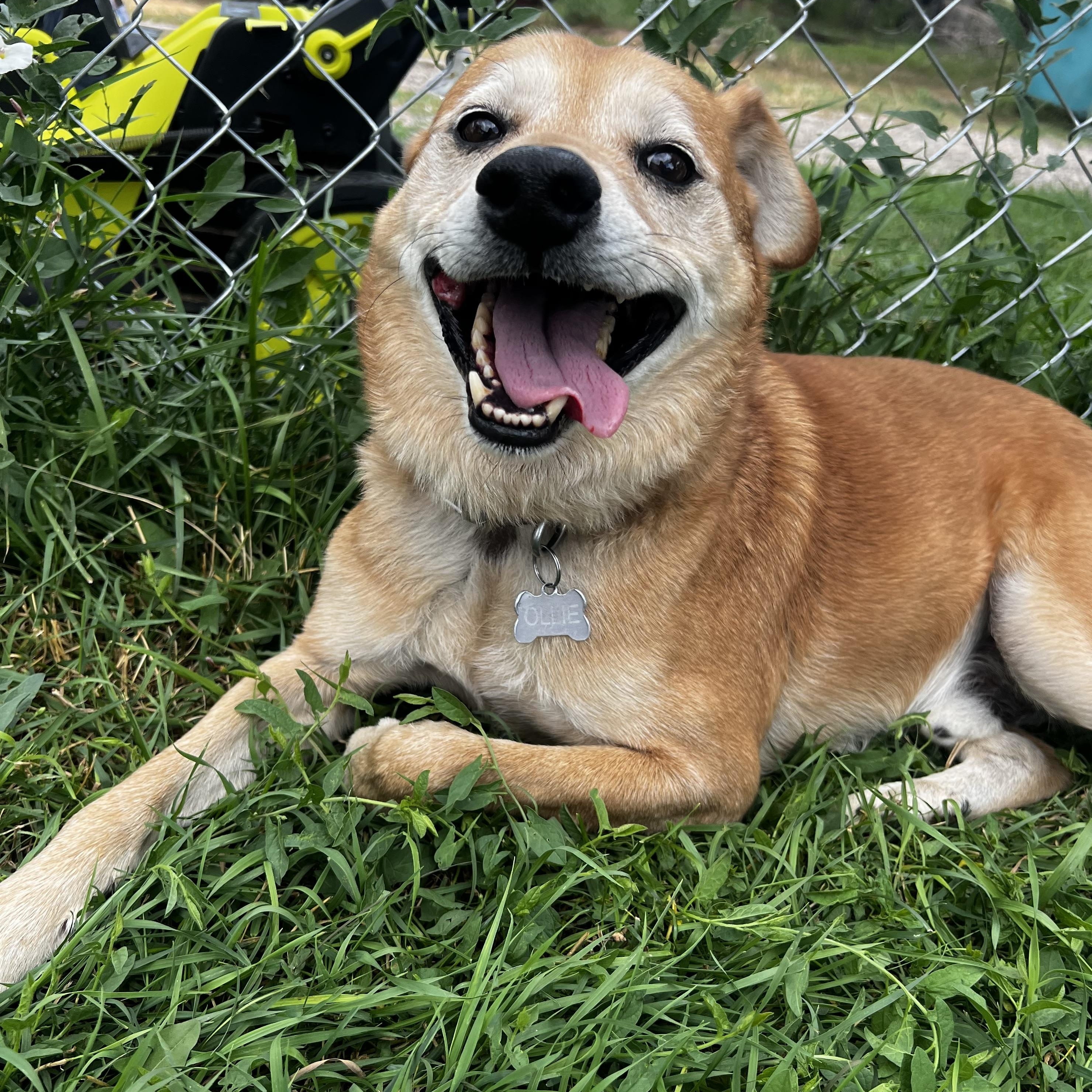 Enlarge Ollie, a ADOPTABLE mixed breed in Loveland, CO image 3/6