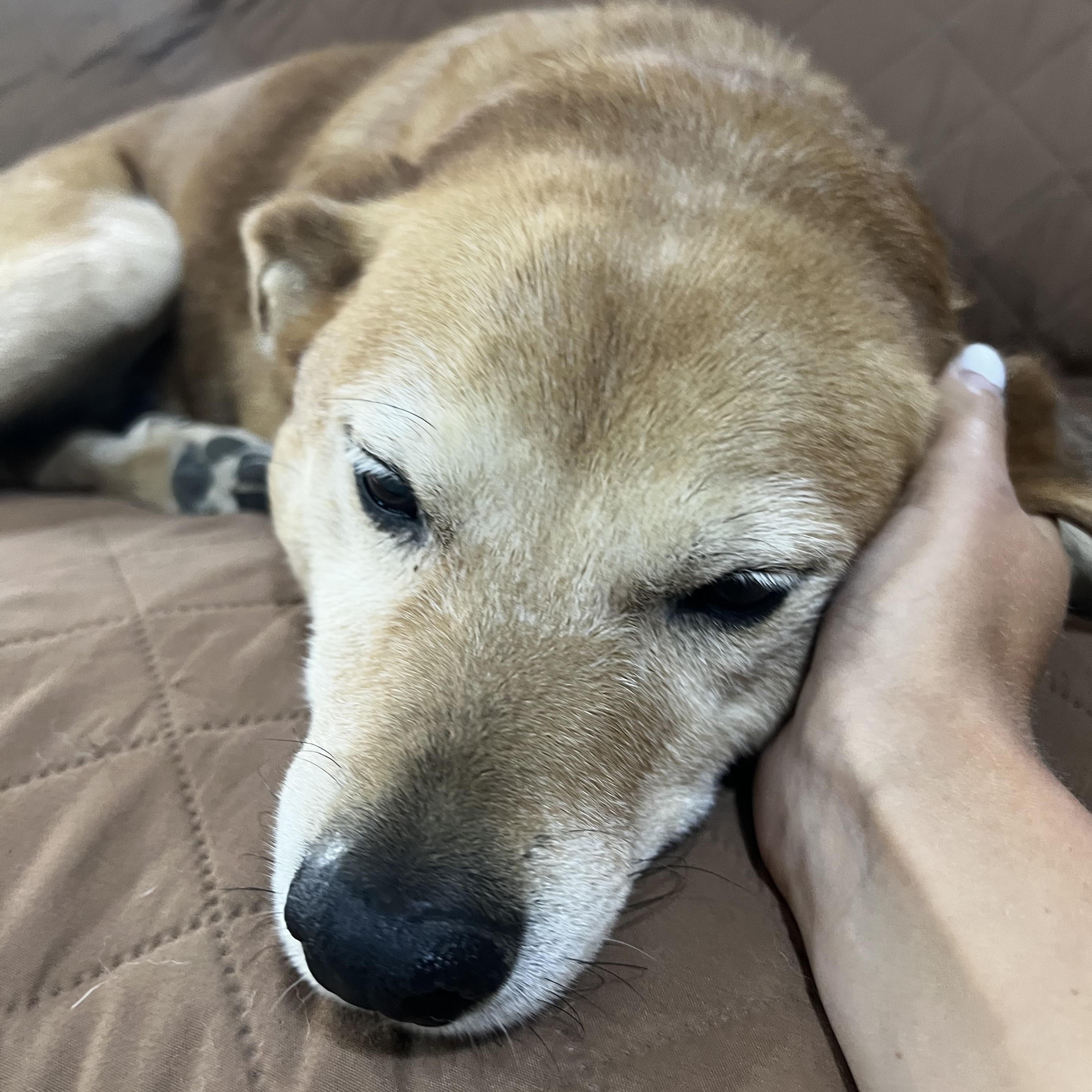 Enlarge Ollie, a ADOPTABLE mixed breed in Loveland, CO image 6/6
