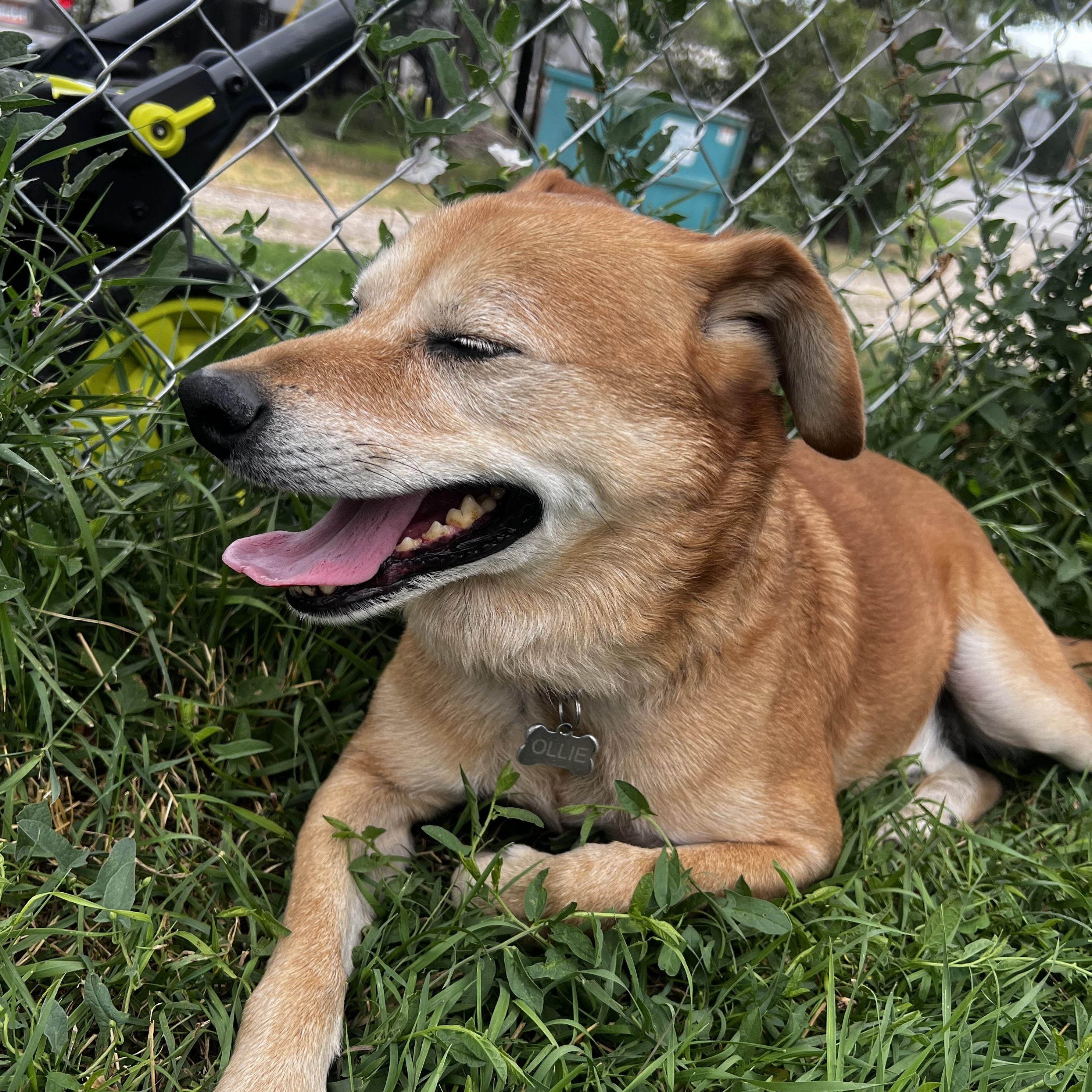 Enlarge Ollie, a ADOPTABLE mixed breed in Loveland, CO image 5/6