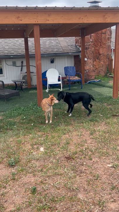 Enlarge Ollie, a ADOPTABLE mixed breed in Loveland, CO video 2/6
