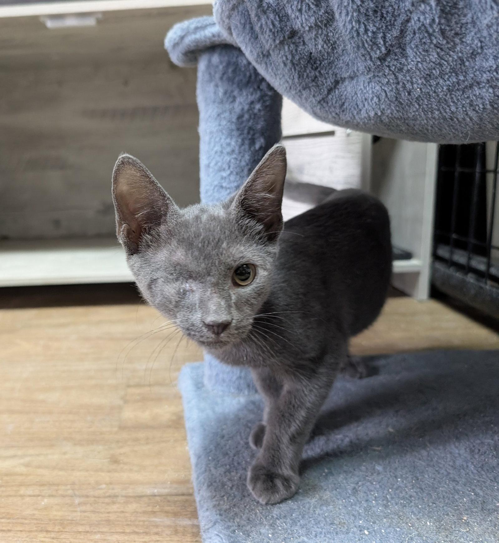 Sundance 6.9.26, Adoptable, Kitten Male Domestic Short Hair & Russian Blue.